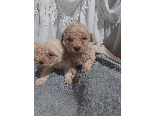 Κουτάβια Maltipoo